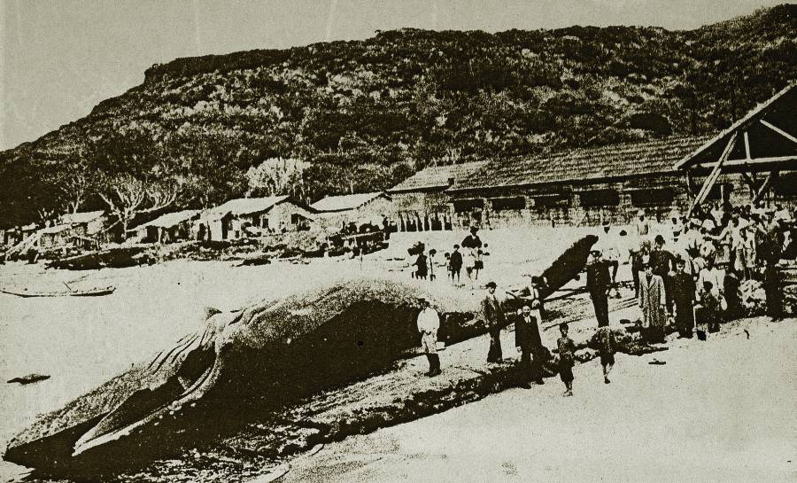 半島小旅行-縣城150輕騎遊